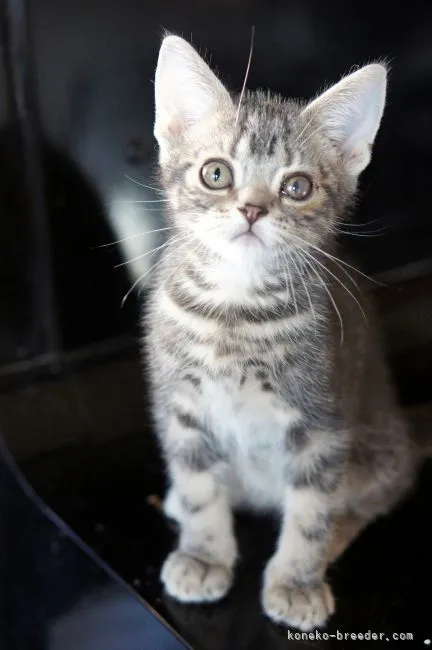 ID：2111-00565の子猫