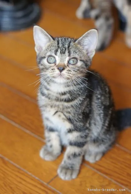 ID：2109-01508の子猫