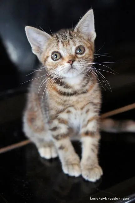 ID：2111-00563の子猫