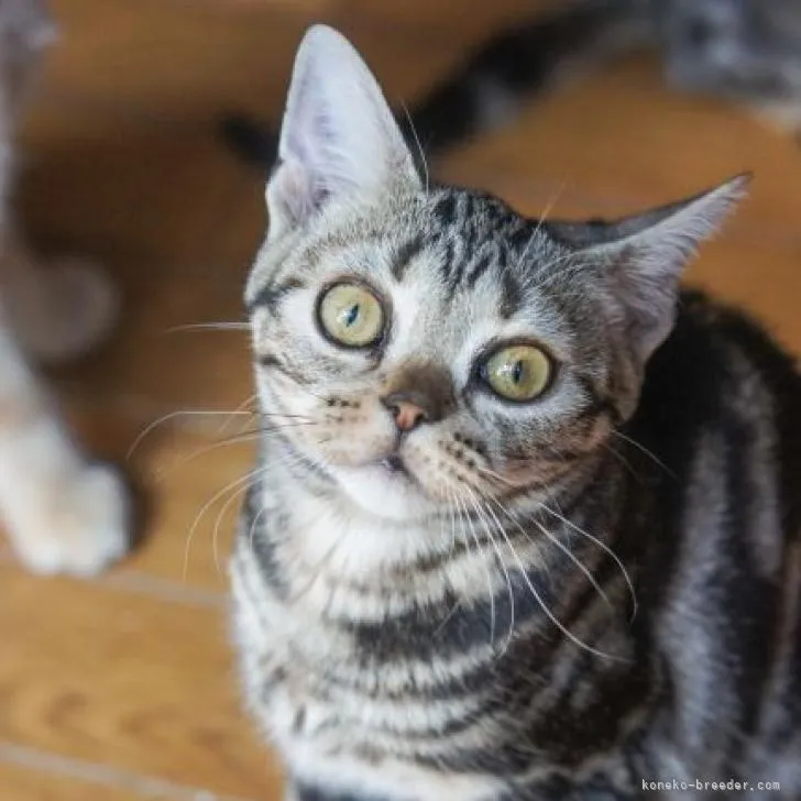 ID：2207-02512の子猫