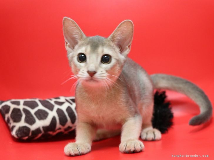 ID:1712-00002の子猫