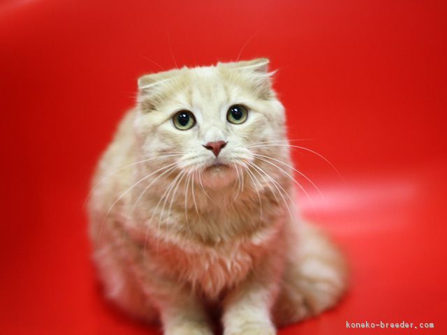 ID:1609-00068の子猫