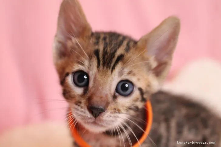 ID：2108-00176の子猫