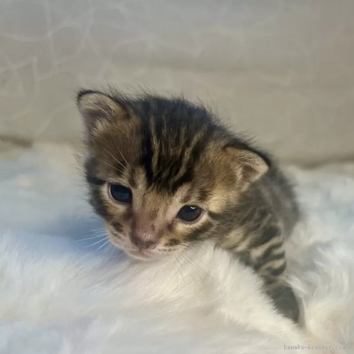 ID：2404-01371の子猫