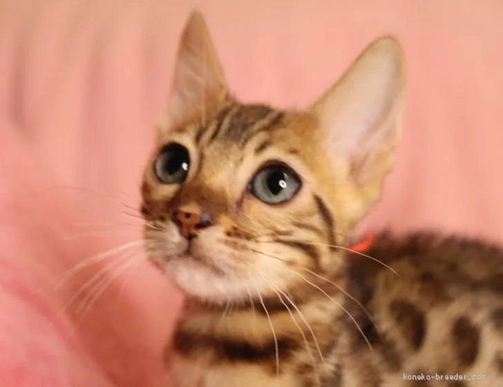 ID：2103-00687の子猫