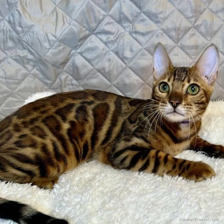 ID:2204-00609の子猫