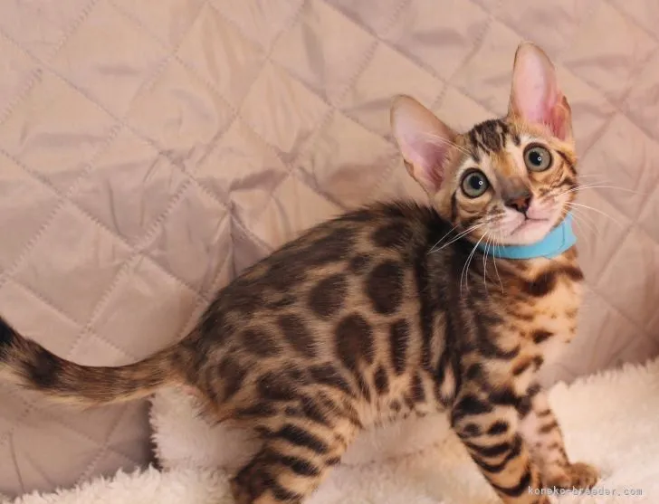 ID:2203-00460の子猫