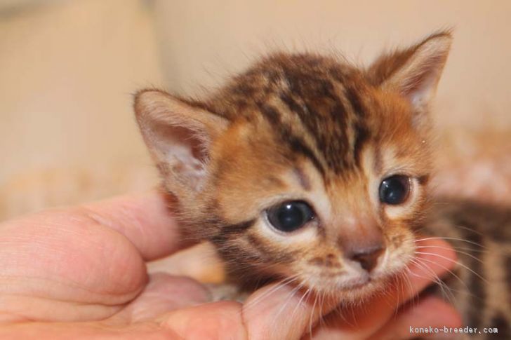 ID:1705-00649の子猫