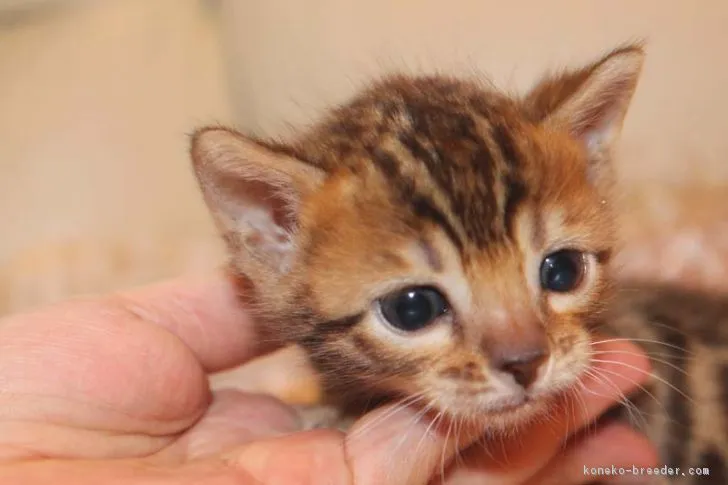 カズヒロ 様のお迎えした子猫