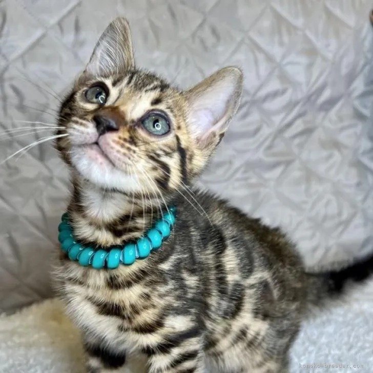 ID：2301-01845の子猫