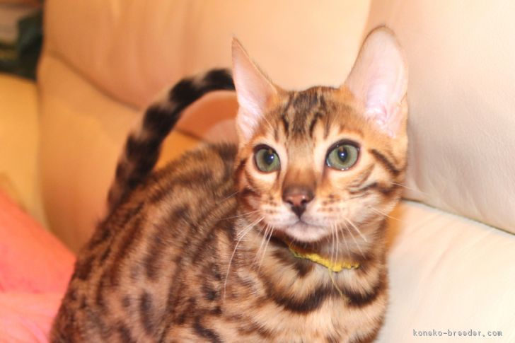 ID:1612-00652の子猫