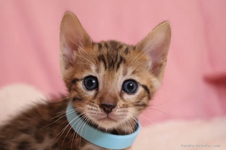ID:2108-00172の子猫