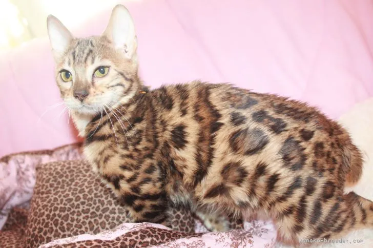ID：1901-01034の子猫
