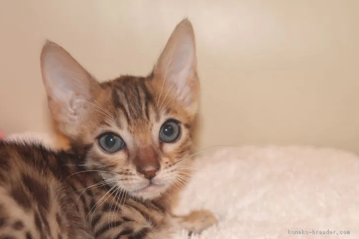 マロン 様のお迎えした子猫