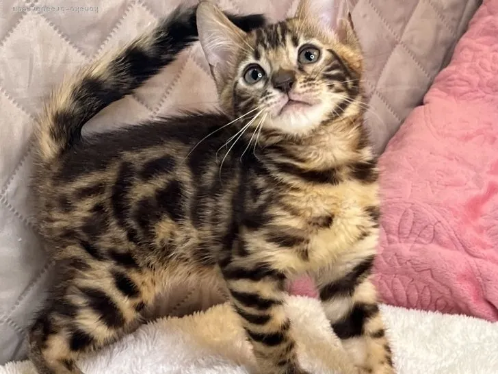 ID：2205-03140の子猫