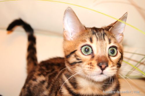 ID:1612-00434の子猫