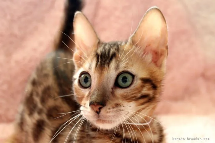 ID:1804-01766の子猫