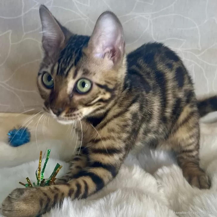 ID：2404-01383の子猫