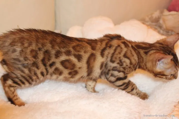 ID:1705-00650の子猫
