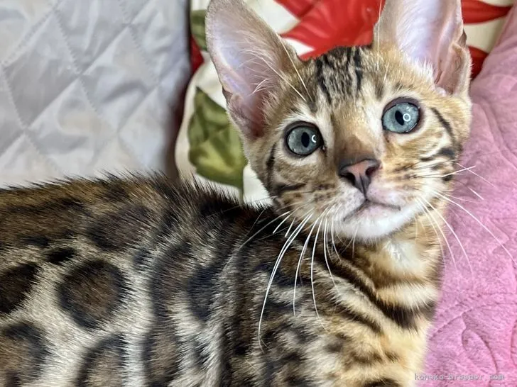 ID：2207-00494の子猫
