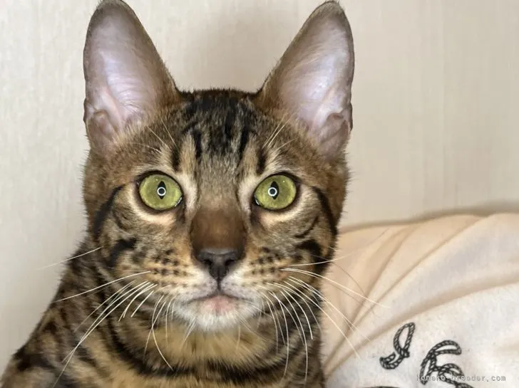 ID：2111-01458の子猫