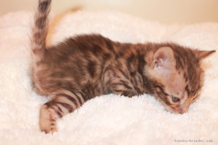 ID:1711-00651の子猫