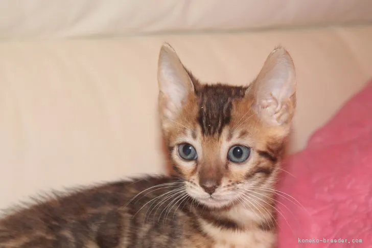 ID:1801-00083の子猫