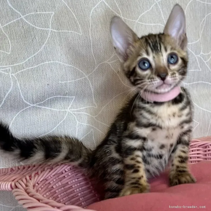ID：2310-01389の子猫
