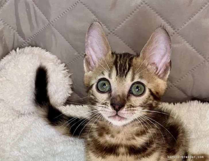 ID：2205-03143の子猫