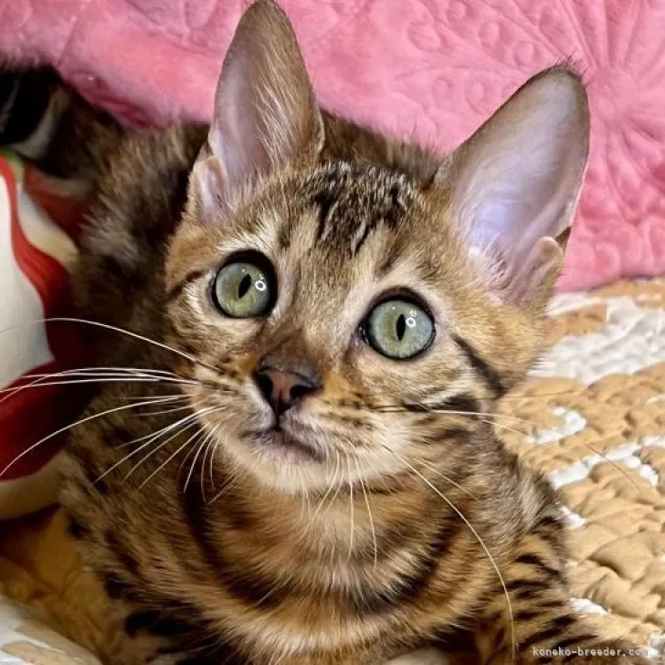 ID：2205-03148の子猫