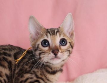 ベンガル【大阪府・女の子・2020年12月1日・ブラウンスポテッドタビー(ロゼット)】の写真「おっとりした優しい性格の子です」