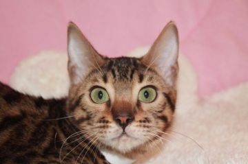 ベンガル【大阪府・女の子・2018年5月4日・ブラウンスポッテッドタビー】の写真「セール！野性味のあるおとなしい女の子！」