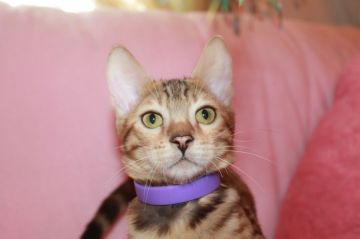 ベンガル【大阪府・女の子・2018年5月31日・ブラウンスポッテッドタビー】の写真「新春セール！良血統ハイグレードタイプ」