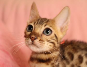 ベンガル【大阪府・女の子・2020年11月25日・ブラウンスポテッドタビー(ロゼット)】の写真「愛称:桜子ちゃん おっとりした優しい性格の女の子」