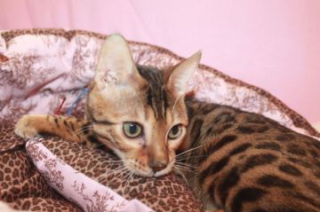 ベンガル【大阪府・男の子・2018年8月24日・ブラウンスポッテッドタビー】の写真「SALE！はっきりロゼットの男の子」