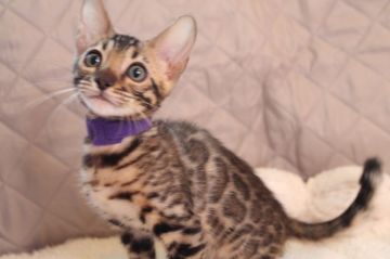 ベンガル【大阪府・男の子・2021年12月10日・ブラウンスポテッドタビー(ロゼット)（艶やかシルキー）】の写真「非常にグレードの高い良血統の男の子」