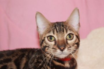 ベンガル【大阪府・女の子・2018年5月4日・ブラウンスポッテドタビー】の写真「値下げしました！可愛らしい柄のはっきりした子です」