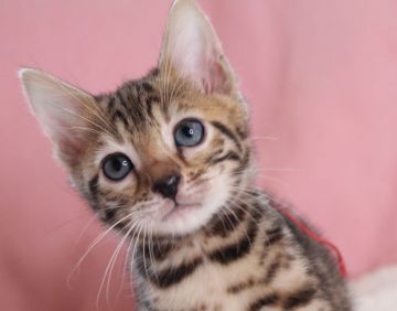 ベンガル【大阪府・女の子・2020年12月1日・ブラウンスポテッドタビー(ロゼット)】の写真「活発で愛らしく好奇心旺盛な子です」