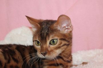 ベンガル【大阪府・男の子・2018年4月5日・ブラウンスポッテッドタビー】の写真「更新しました！はっきりロゼット！とてもおとなしい子」