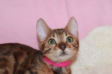 ベンガル【大阪府・女の子・2018年5月20日・ブラウンスポッテッドタビー】の写真「新春SALE！とても綺麗でおとなしい女の子！」