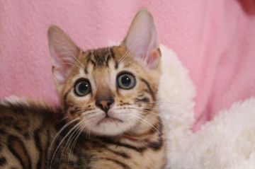 ベンガル【大阪府・女の子・2020年9月28日・ブラウンスポテッドタビー(ロゼット)】の写真「非常に美しいおとなしい子です」