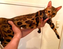 ベンガル【・女の子・2023年8月30日・BROWN SPOTTED TABBY】