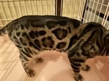 ベンガル【大阪府・女の子・2021年11月3日・ブラウンスポテッドタビー(ロゼット)】の写真2