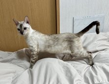 ベンガル【・女の子・2021年7月28日・シールスポテッドリンクス(タビー)ポイント】