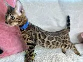 ベンガル【大阪府・男の子・2023年3月7日・ブラウンスポテッドタビー(ロゼット)】の写真3