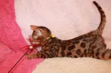 ベンガル【大阪府・男の子・2018年4月5日・ブラウンスポッテッドタビー】の写真3