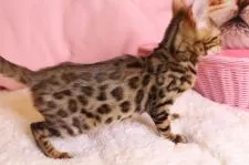 ベンガル【大阪府・女の子・2020年11月25日・ブラウンスポテッドタビー(ロゼット)】の写真3