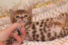 ベンガル【大阪府・女の子・2017年4月6日・ブラウンスポッテッドタビー】の写真4