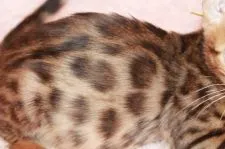 ベンガル【大阪府・男の子・2018年4月5日・ブラウンスポッテッドタビー】の写真5