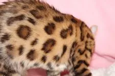ベンガル【大阪府・女の子・2020年12月1日・】の写真5